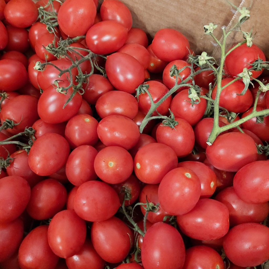 Pomodori Ovetto Oblungo Verde