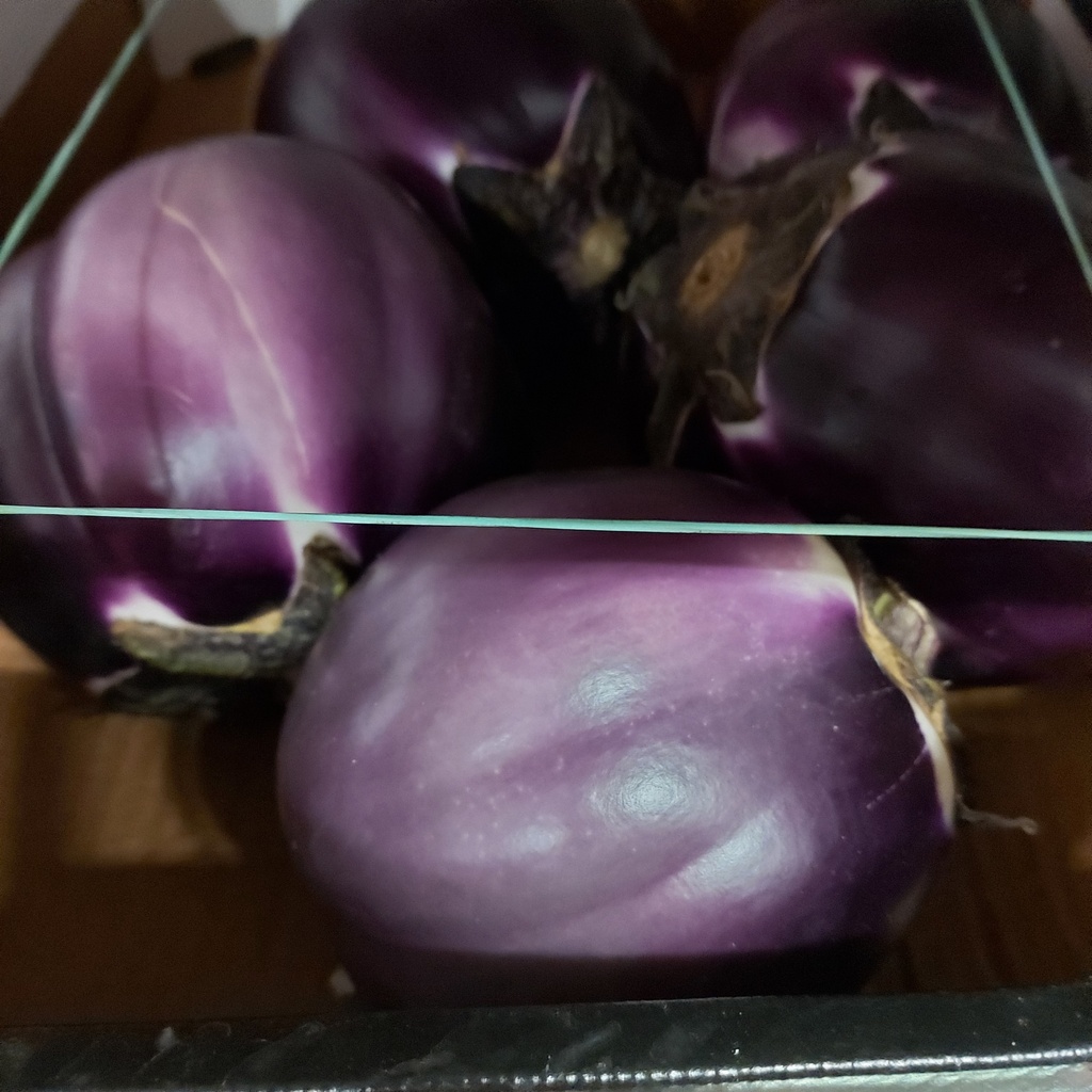Melanzane Aubergine