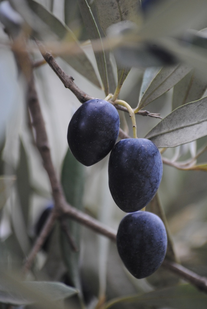 Olive Nere Bon 28/32 4.300