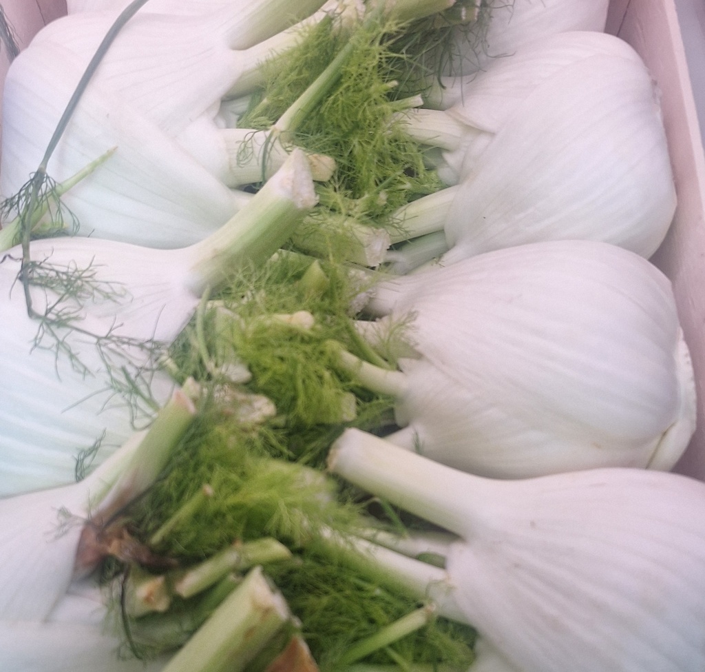 Finocchio per kg