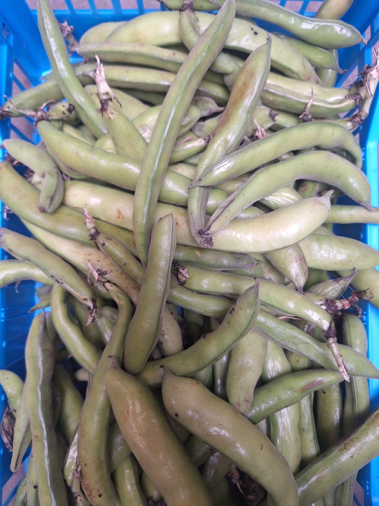 Fave (Tuinbonen) kg