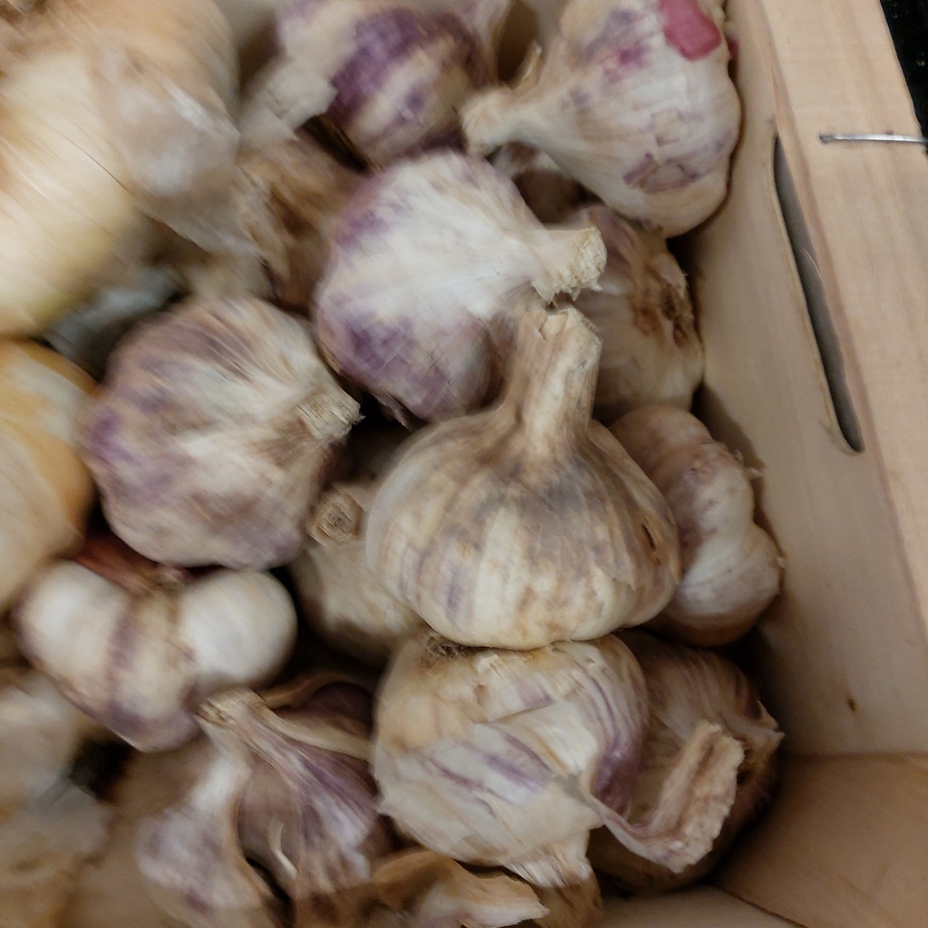 Aglio knoflook per  stuk
