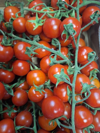 [04100] Pomodori Cigliegino Kers tomaat